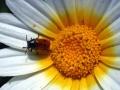 Chrysanthemum coronarium <br> (Eva Mª Puerta Morales)